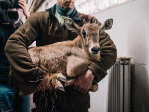 FOTO: V olomoucké zoo vážili mládě oryxe, už má jednadvacet kilo