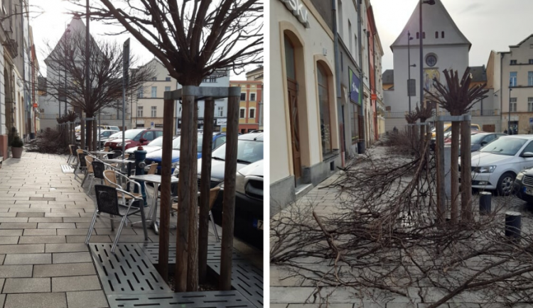 Stromy na Dolním náměstí razantně změnily svou podobu