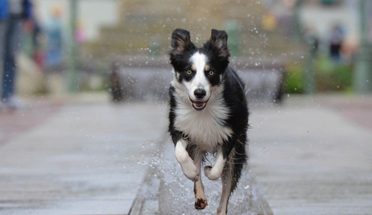 Strážníci museli řešit čtyřnohého černého pasažéra v tramvaji, majitelce utekl z bytu a vydal se na cesty