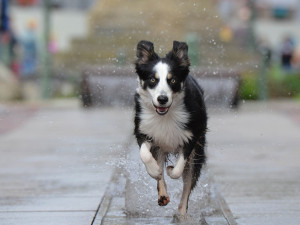 Strážníci museli řešit čtyřnohého černého pasažéra v tramvaji, majitelce utekl z bytu a vydal se na cesty