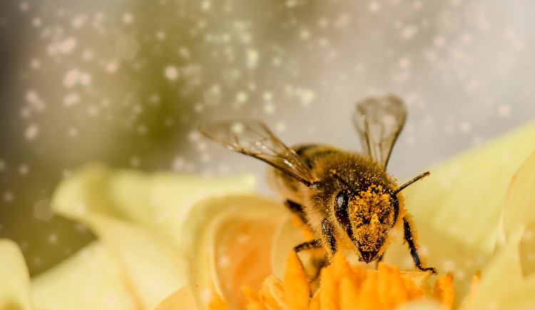 Proč hynou včelstva? Na to se snaží přijít vědci z Univerzity Palackého