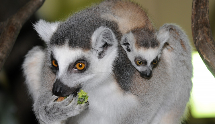 FOTO: Mláďata lemurů už skotačí ve venkovním výběhu