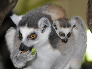 FOTO: Mláďata lemurů už skotačí ve venkovním výběhu