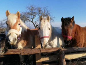 Malá farma Ludéřov žádá veřejnost o pomoc. Přispět můžete jak finančně, tak materiálně, postačí suché pečivo