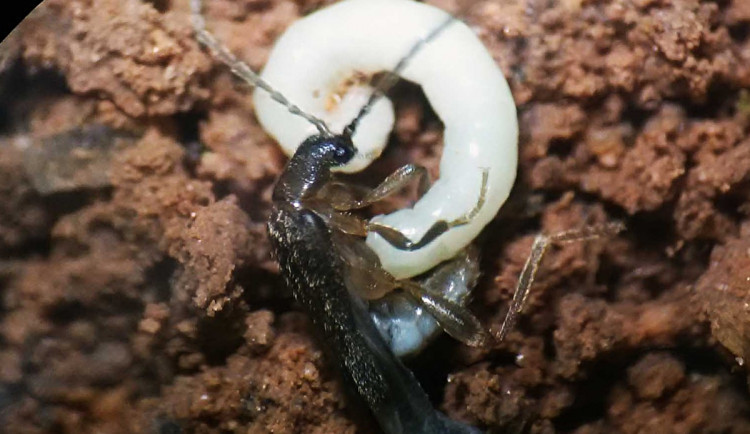 Tým vědců, ve kterém je i docent z olomoucké univerzity, objevil v Brazílii novou čeleď brouků