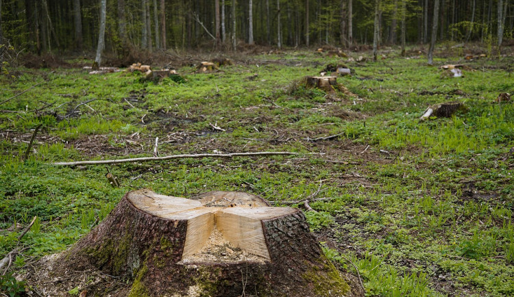 Kácením stromu způsobil škodu v desítkách tisíc korun. Hrozí mu roční trest