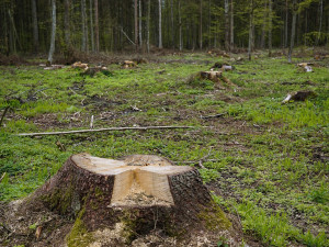 Kácením stromu způsobil škodu v desítkách tisíc korun. Hrozí mu roční trest