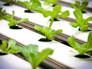 Nový přípravek pro hydroponické pěstování zvyšuje produkci zeleniny