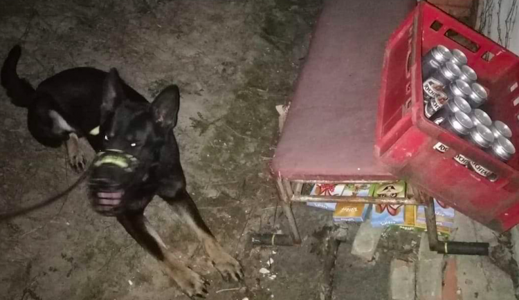 Policejní pes Inki si k vlastním narozeninám nadělil skvělý úspěch, vyčenichal zlodějův lup