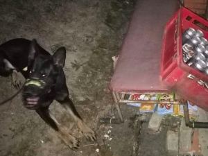 Policejní pes Inki si k vlastním narozeninám nadělil skvělý úspěch, vyčenichal zlodějův lup
