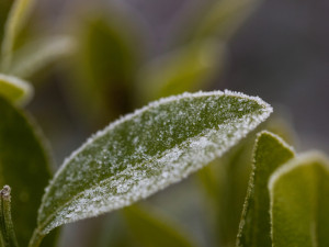 V noci bude mráz. Mohl by ohrozit vegetaci