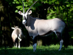 Olomoucká zoo by mohla otevřít koncem května