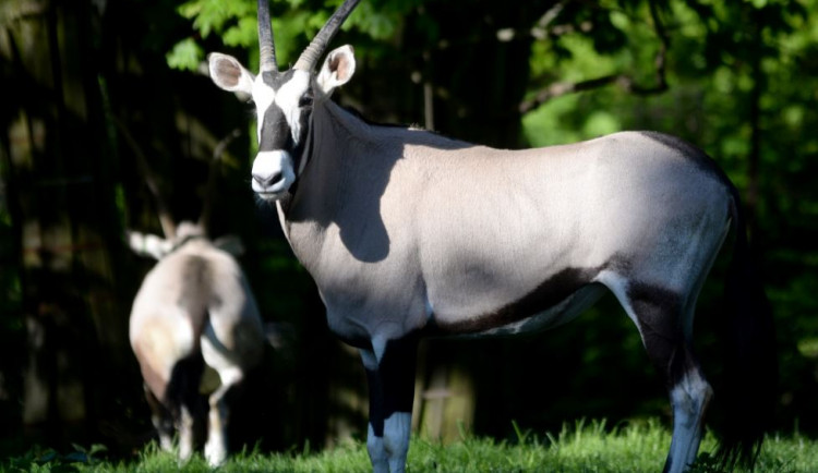 Vypuštění oryxů do výbehu bývá neoficiálním zahájením sezóny. Ilustrační foto.