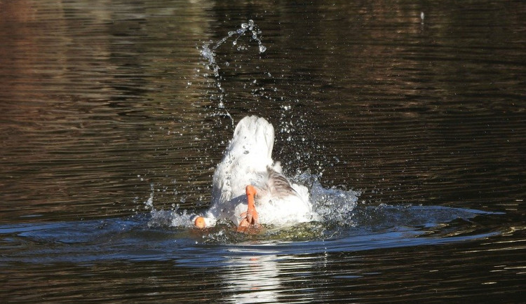V pondělí by se mělo ochladit. Pršet bude méně, než je v tomto období běžné