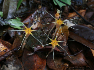 Olomoučtí biologové našli dva nové druhy hvězdnatek na Borneu