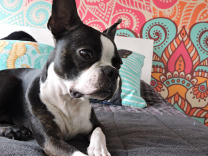 Muž za údajné štěně psa zaplatil 200 euro. Psa však skoro po měsíci stále nemá