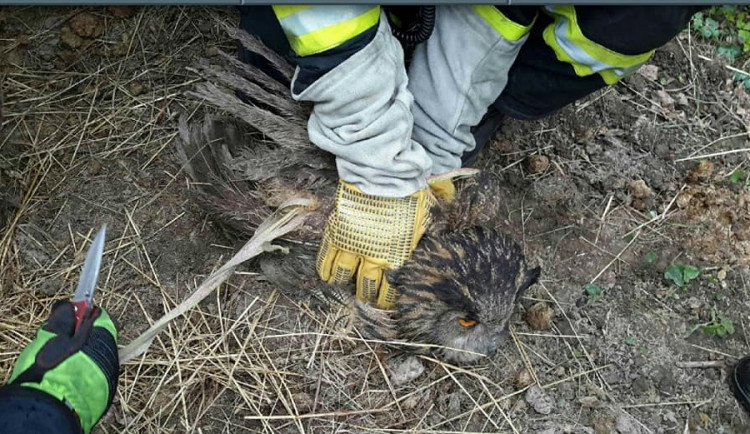 Hasiči zachraňovali sovu zamotanou do elektrického ohradníku
