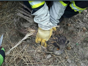 Hasiči zachraňovali sovu zamotanou do elektrického ohradníku