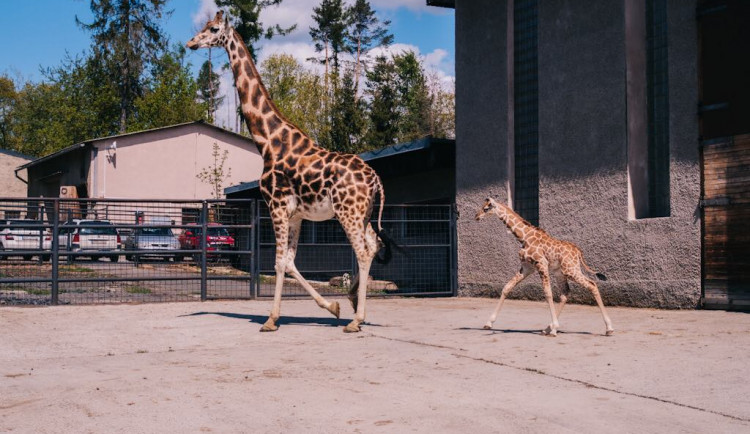 Olomoucká zoo hlásí nový přírůstek. Narodilo se mládě žirafy Rothschildovy