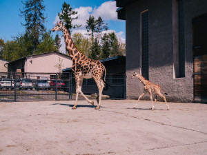 Olomoucká zoo hlásí nový přírůstek. Narodilo se mládě žirafy Rothschildovy