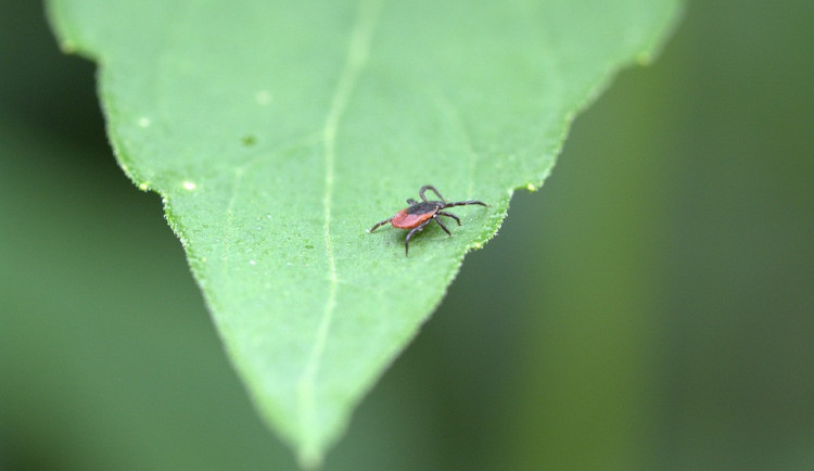 Sezónních infekcí je zatím méně než vloni