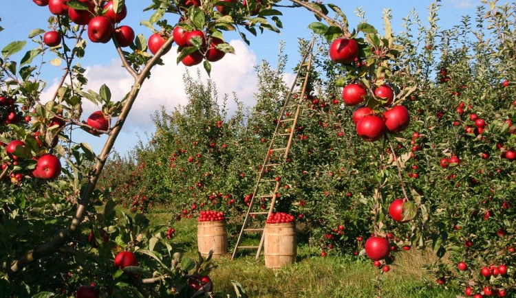 Jablka kvůli nízké úrodě zdraží až o polovinu