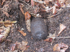 FOTO: Muž našel v lesích u Dolan dělostřelecký granát