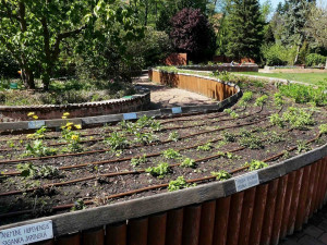 FOTO: Zloděj řádil v botanické zahradě. Ze záhonu pro nevidomé vytrhal tři desítky rostlin