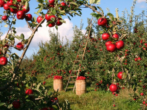 Jablka kvůli nízké úrodě zdraží až o polovinu