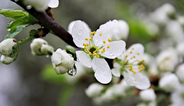 Po chladném týdnu se začíná oteplovat, pršet bude minimálně