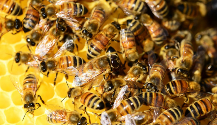 Průzkum: Letošní zimu v Česku nepřežila pětina včelstev
