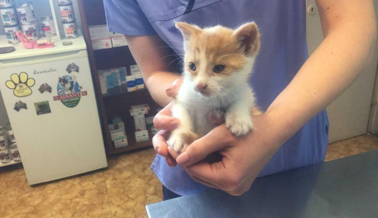 Kotě pobíhalo po ulici 1. máje. Strážníci ho předali do útulku