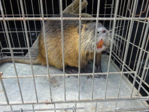 Žena se bála bobra na své zahradě. Strážníci nakonec odchytili nutrii