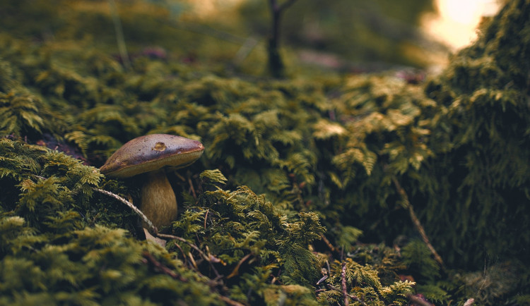Houbařům nepřálo sucho ani omezení pohybu kvůli nákaze