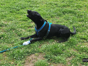 Strážníci městské policie zasahovali na psím cvičišti. Ošetřovali zraněnou tlapku