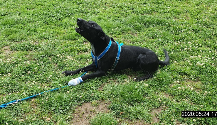 Strážníci městské policie zasahovali na psím cvičišti. Ošetřovali zraněnou tlapku