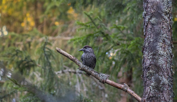 Ochranáři pečují o mládě ořešníka. U Dlouhých strání se přidal k turistům