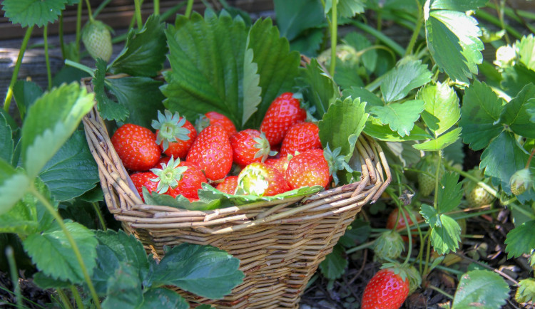 V pátek začal samosběr jahod ve Slavoníně. Příští týden bude i ve Skrbeni