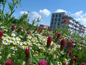 Prostějov rozšiřuje plochu květnatých luk, zabírají tisíce metrů