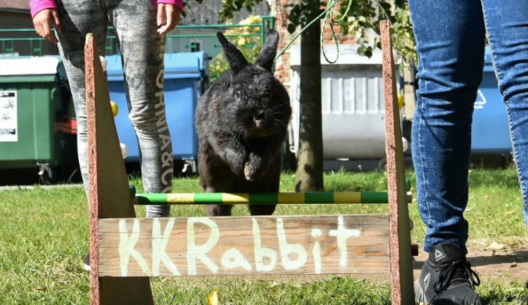 Na přerovské výstaviště zamíří o víkendu chovatelé králíků, drůběže, holubů i okrasného ptactva