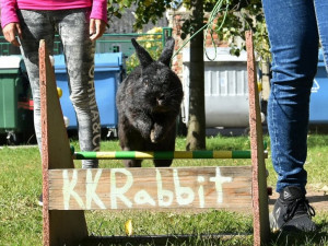 Na přerovské výstaviště zamíří o víkendu chovatelé králíků, drůběže, holubů i okrasného ptactva