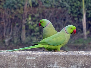 Policie hledá zloděje, který ukradl exotické papoušky za statisíce