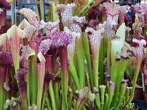 V Olomouci byla zahájena unikátní výstava masožravek z celého světa