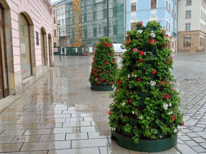Olomoucká náměstí opět rozkvétají. Nově pokvete také třída 1. máje