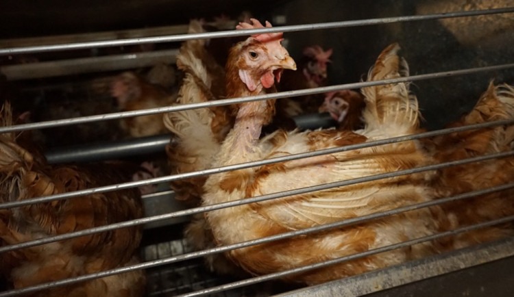 ANKETA: Tři čtvrtiny Čechů podporují zákaz klecového chovu slepic. Případná vyšší cena jim nevadí