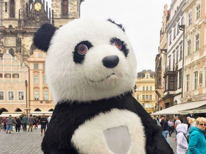 Olomouc po Praze bojuje proti obřím pandám. Změnou tržního řádu je zakáže u zoo