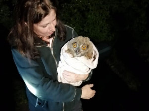 Záchrana výra byla úspěšná. Mládě poputuje do záchranné stanice k rekonvalescenci