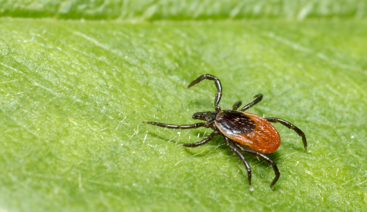 Nemocemi od klíšťat se letos do května nakazilo víc lidí než v loňském roce