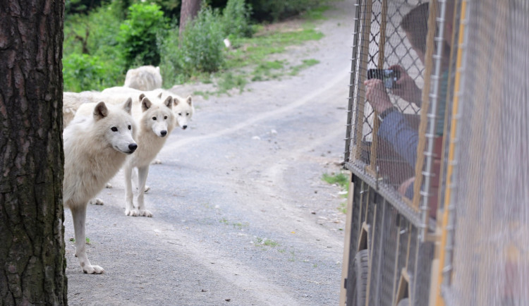 FOTO: První vlčí safari v České republice! Olomoucká zoo zahájila provoz safarivláčku