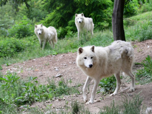 FOTO: První vlčí safari v republice! Olomoucká zoo dnes zahájila provoz safarivláčku